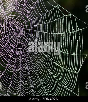 Close up of spider's web covered in early morning dew drops in curves and lines and lit up against a black background Stock Photo