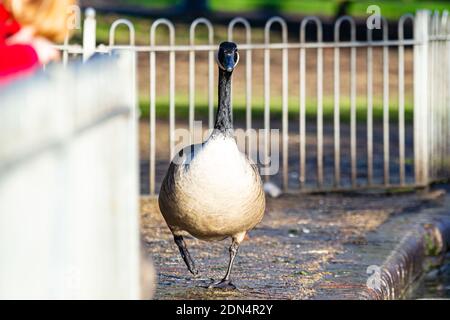 Canada Goose (Branta canadensis) front-on view of body Stock Photo