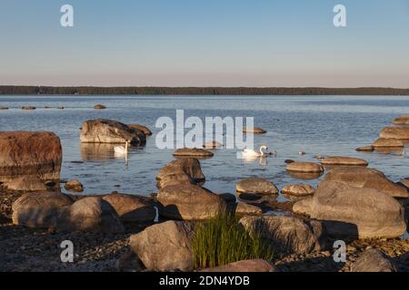 A swan couple with cygnets swimming near the rocky sea shore. Bird family with chicks. Stock Photo