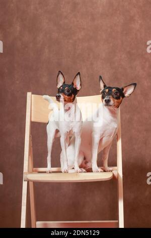 Two small white-red-black dogs of the American Toy Fox Terrier breed on a wooden chair Stock Photo