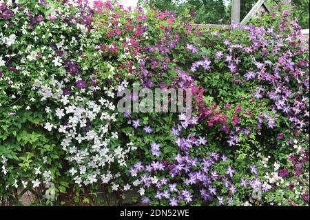 A wall, decorated by small-flowered varieties of clematis viticella Romantika, Venosa Violacea, Abundance, Royal Velours in a garden in July Stock Photo