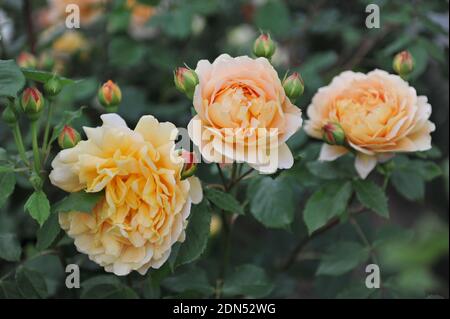 Yellow rose (Rosa) Golden Celebration blooms in a garden in June Stock Photo