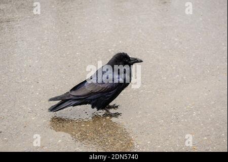 One black raven standing on wet ground in rain. Stock Photo