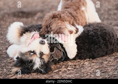 Two Labradoodles playing together on the ground Stock Photo