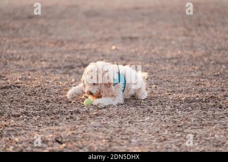 A labradoodle lying on on the ground playing with a ball outdoors Stock Photo