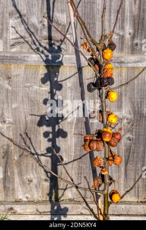 Rotten crab apples on tree with shadow from winter sunshine on fence.  Malus x zumi 'Golden Hornet' Stock Photo