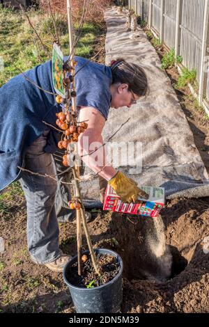 Using fish, blood & bone plant food before planting crab apple, Malus x zumi 'Golden Hornet' as part of a wildlife hedge. Stock Photo