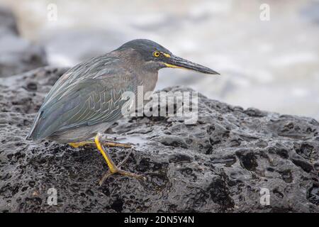 The galapagos lava heron, Butorides sundevalli, is thought to be a subspecies or color morph of the striated heron, B. striata, and is endemic to the Stock Photo
