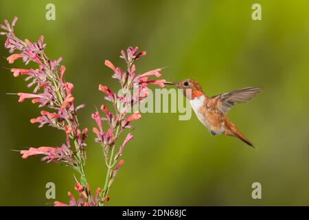 Rufous Hummingbird male, Selasphorus rufus, feeding at Agastache sp. Stock Photo