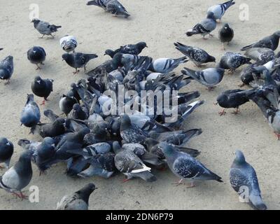 Flock of pigeons scrabbling for food crumbs on the ground Stock Photo