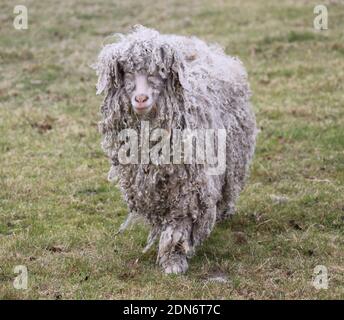 Cute an angora wool goat. it is a domestic Ankara, Turkey animal Stock  Photo - Alamy