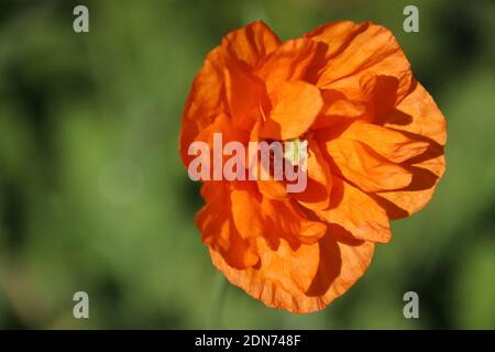 Orange poppy - Papaver Rupifragum, 'Orange Feathers' Stock Photo