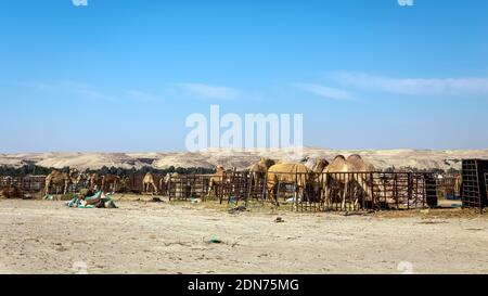 camel in Al-Sarar desert, SAUDI ARABIA. Stock Photo