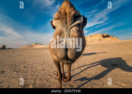 Close up view of Camel in Al-Sarar desert, SAUDI ARABIA. Stock Photo
