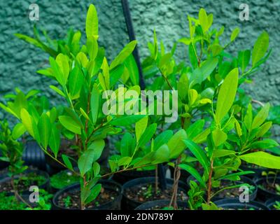 Coca Leaf Plantation (Erythroxylum coca) in the Black Pots Stock Photo