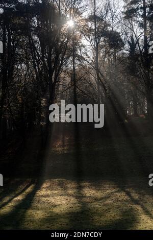 Sun streaming through the woods, foggy woods, tree's being lit form behind, light streaming, streaks of sunlight Stock Photo