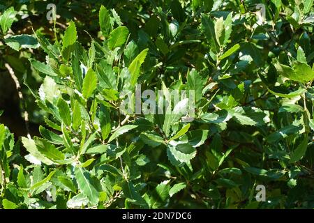Close up of green leaves of Macedonian oak, Quercus trojana Stock Photo