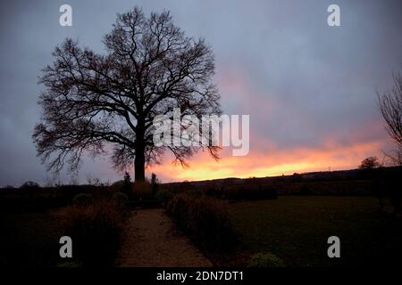 Oak tree in winter silhouetted aginst setting sun Cotswolds UK Stock Photo