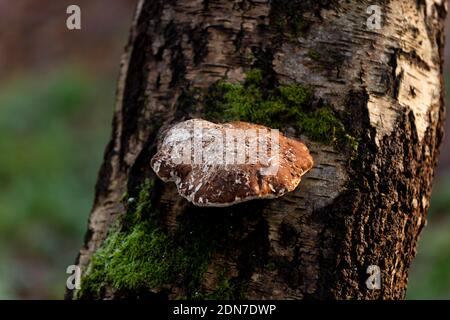 Fomitopsis betulina, birch polypore, birch bracket, or razor strop, brown fungus growing on silver birch tre Stock Photo
