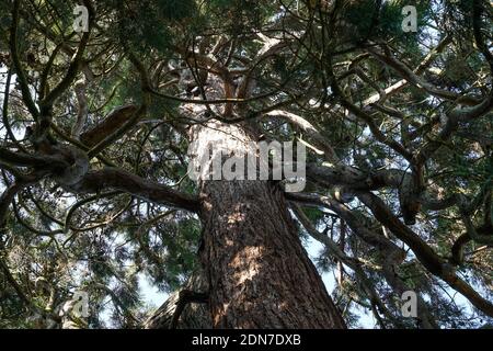 Giant sequoia, Sierra redwood, Sequoiadendron giganteum Stock Photo