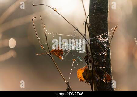 Spiderweb with raindrops, tangle spiderweb after the rain, tangle web in the woods, raindrop on spiderweb near a small tree Stock Photo