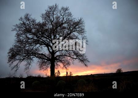 Oak tree in winter silhouetted aginst setting sun Cotswolds UK Stock Photo