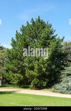 Monterey pine, Pinus radiata, evergreen coniferous tree Stock Photo