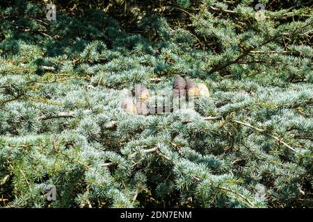 The deodar cedar, Cedrus deodara, branch with cones Stock Photo