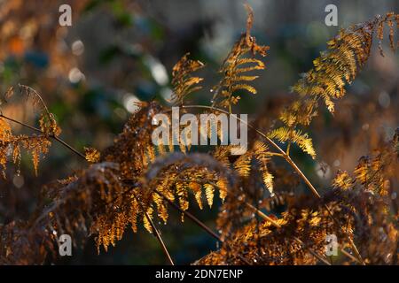 Fern leaves in the woods with water droplets, close-up, brown fern leaves, woodland fern, Polypodiopsida, Fern Stock Photo