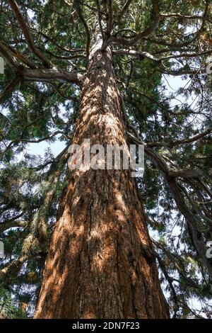 giant sequoia, giant redwood (Sequoiadendron giganteum), branch Stock ...