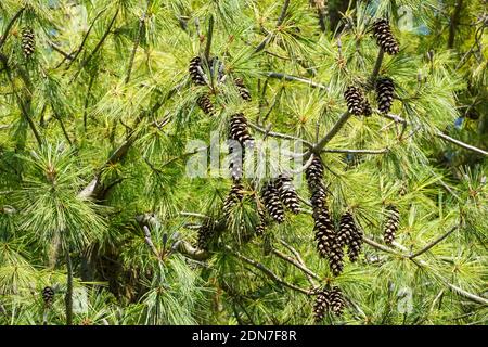 Himalayan pine, Pinus wallichiana, branch with cones Stock Photo