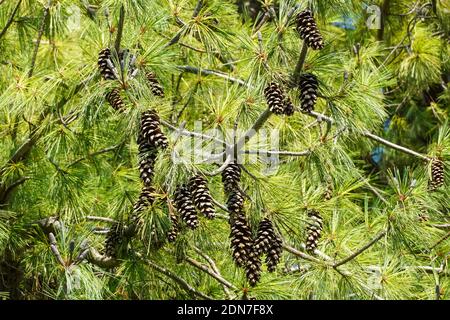 Himalayan pine, Pinus wallichiana, branch with cones Stock Photo