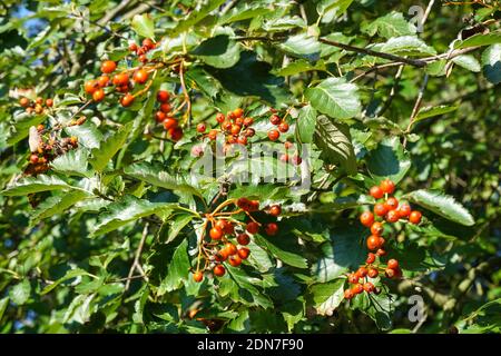 Ripe red fruits of Swedish whitebeam, Sorbus intermedia Stock Photo