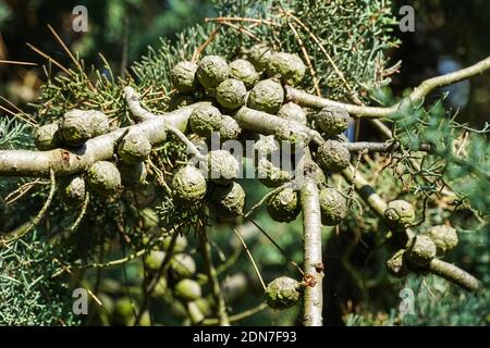 Arizona smooth bark cypress or smooth Arizona cypress, Cupressus glabra, branch with cones Stock Photo