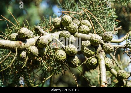 Arizona smooth bark cypress or smooth Arizona cypress, Cupressus glabra, branch with cones Stock Photo
