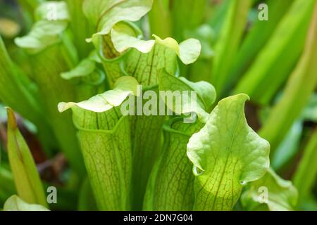 Sarracenia rubra, sweet pitcherplant, carnivorous plant, Sarracenia rubra subsp. wherryi, carnivorous insect eating plant Stock Photo