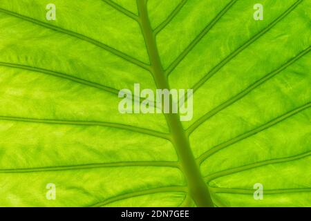 Back lighted green leaf, close up texture background Stock Photo