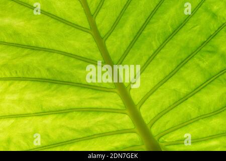 Back lighted green leaf, close up texture background Stock Photo