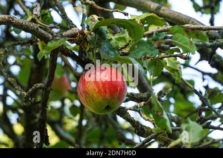 Apple growing on an apple tree Stock Photo
