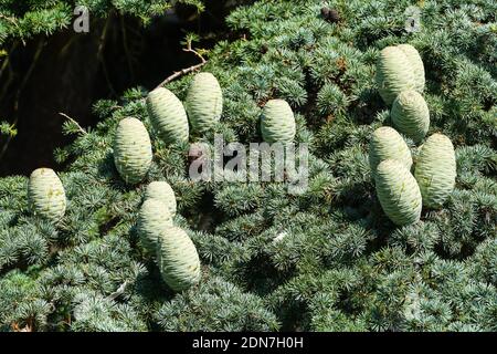 The deodar cedar, Cedrus deodara, branch with cones Stock Photo