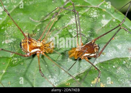 Pair of Cranaid Harvestmen approaching prior to mating. On a leaf in the understory of montane rainforest in the Los Cedros Reserve, western Ecuador Stock Photo