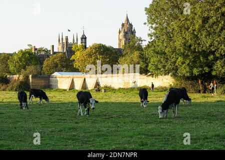 Hereford cows grazing on a pasture in Cambridge Cambridgeshire England United Kingdom UK Stock Photo