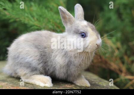 Grey Rabbit With Blue Eyes Sitting On A Rock Stock Photo Alamy