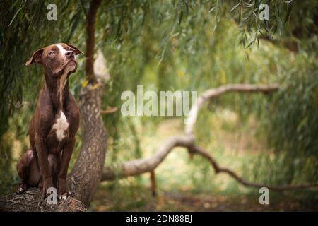 The brown dog of breed a pit bull terrier sits on a tree trunk Stock Photo