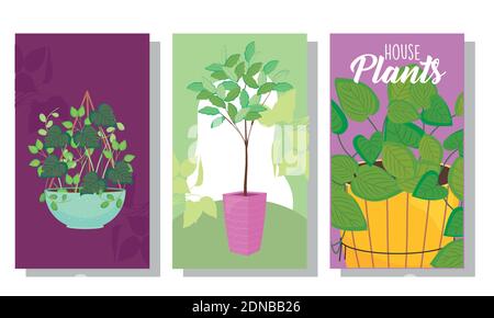 Plants inside pots in cards design of Floral nature garden and ornament theme Vector illustration Stock Vector