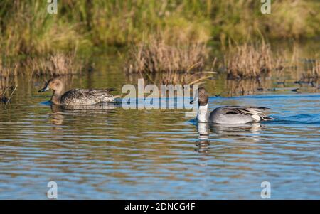 Northern Pintail, Anas acuta pair of birds in environment Stock Photo