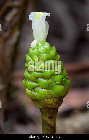 African Spiral Ginger (Costus dubius). December 2020. Cow Bay. Queensland. Australia. Stock Photo