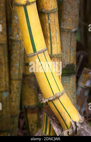 Yellow Bamboo stems (Bambusa vulgaris). December 2020. Cow Bay. Queensland. Australia. Stock Photo