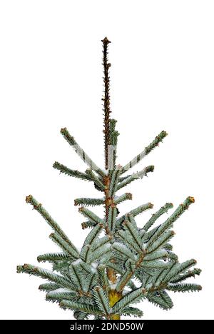 Christmas tree covered with light snow - isolated on a white background – abstraction - Nordmann Fir (Abies nordmanniana) Stock Photo