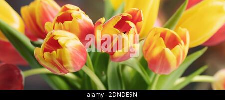 Red and yellow tulips in a bouquet close up, horizontal banner Stock Photo